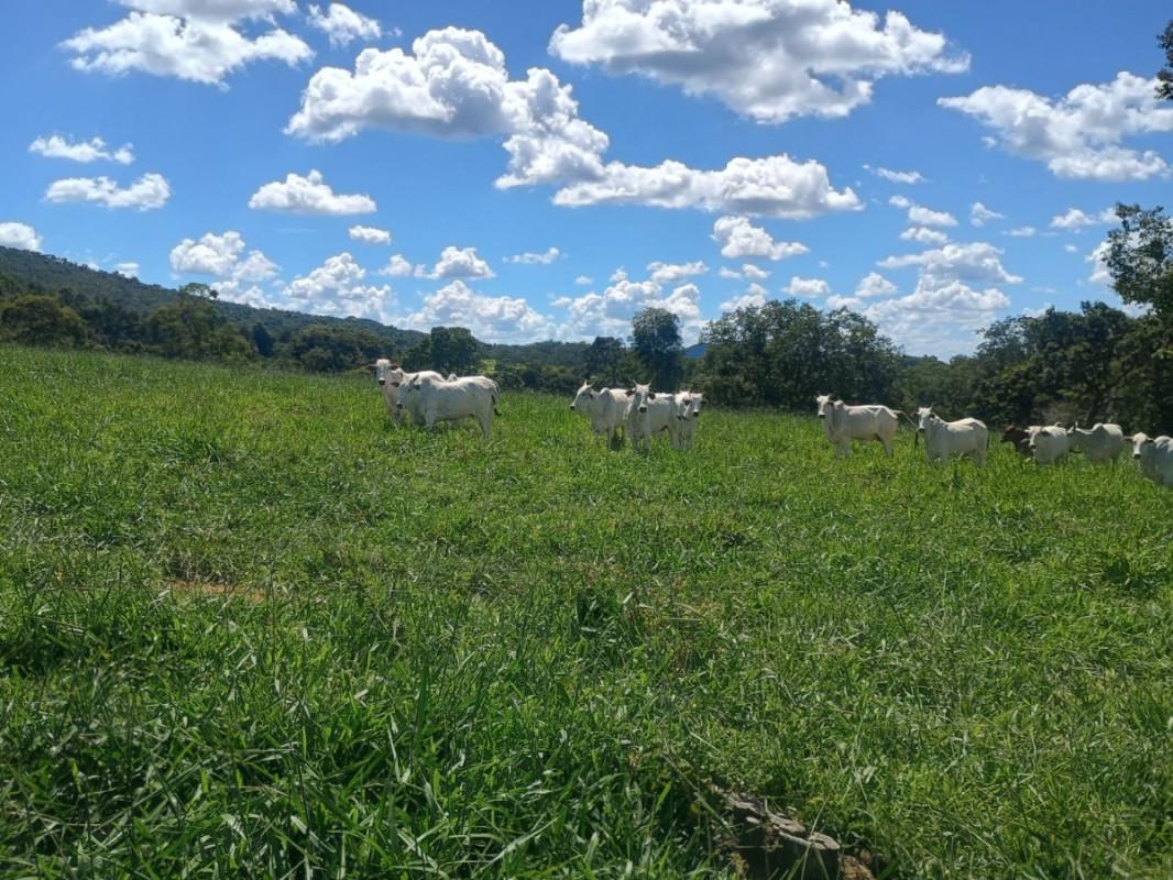 Fazenda, Zona Rural, 0 Quarto, 0 Vaga