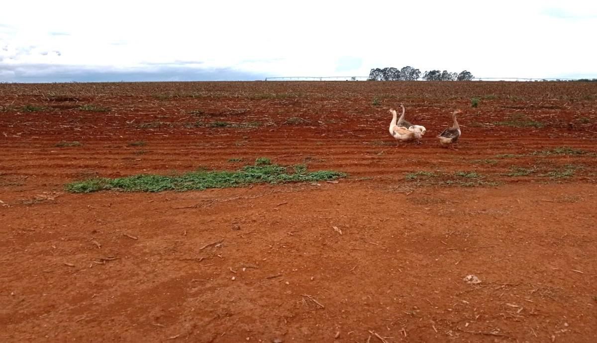 Fazenda, Zona Rural, 0 Quarto, 0 Vaga