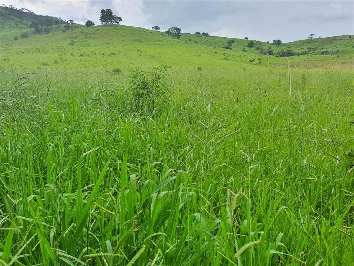 Fazenda, Zona Rural, 4 Quartos, 0 Vaga