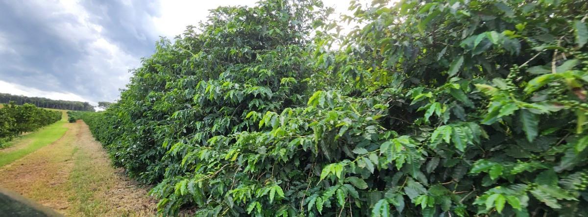Fazenda, Zona Rural, 0 Quarto, 0 Vaga