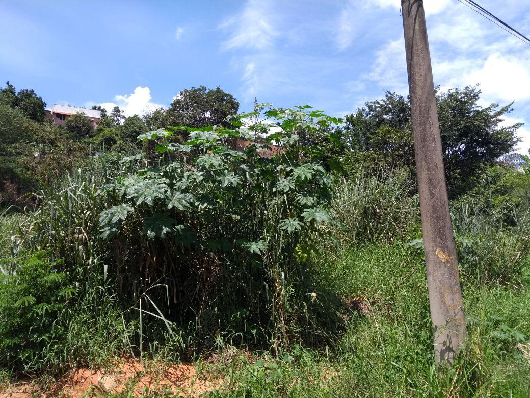 Lote, Santa Cruz