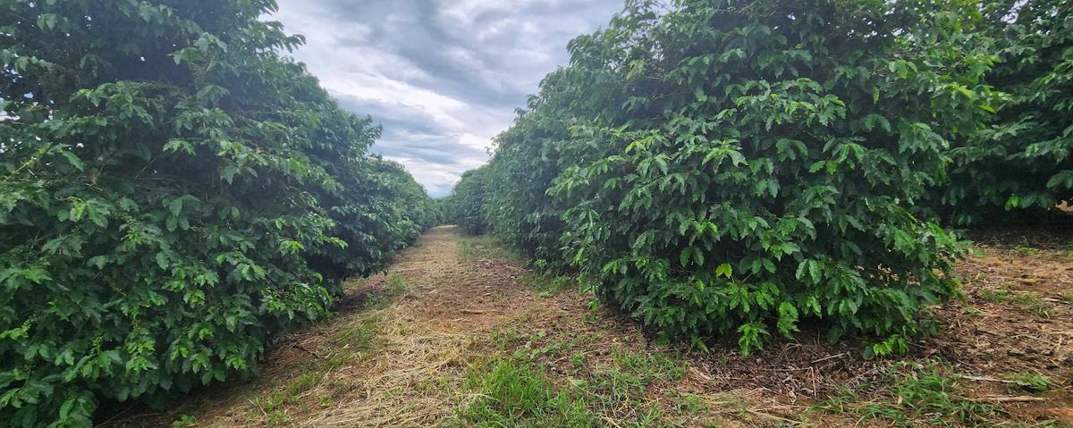 Fazenda, Zona Rural, 3 Quartos, 2 Vagas, 1 Suíte