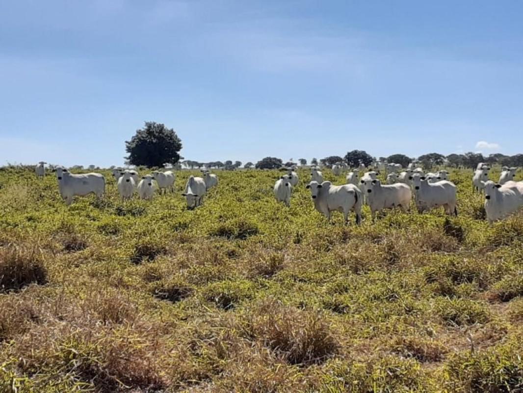 Fazenda, Centro, 0 Quarto, 0 Vaga