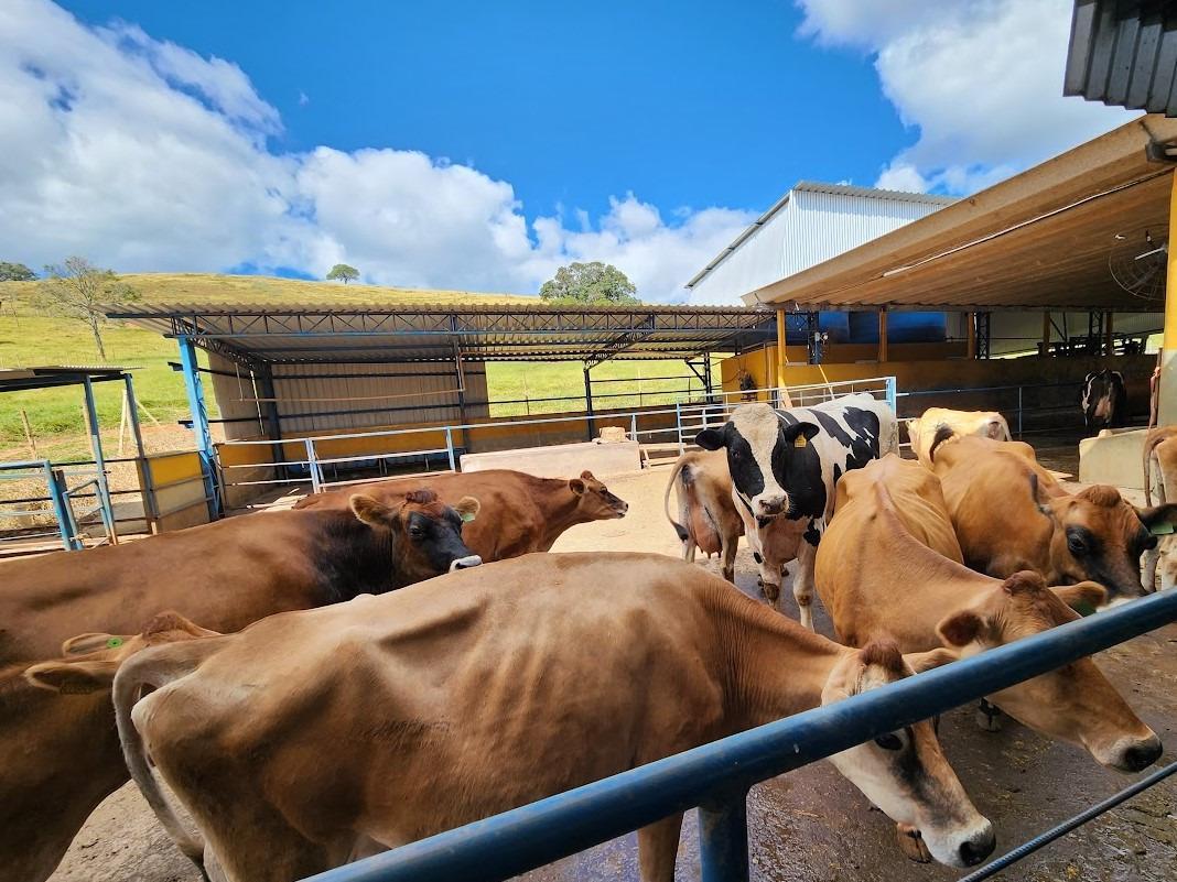Fazenda, Centro, 6 Quartos, 4 Vagas, 1 Suíte