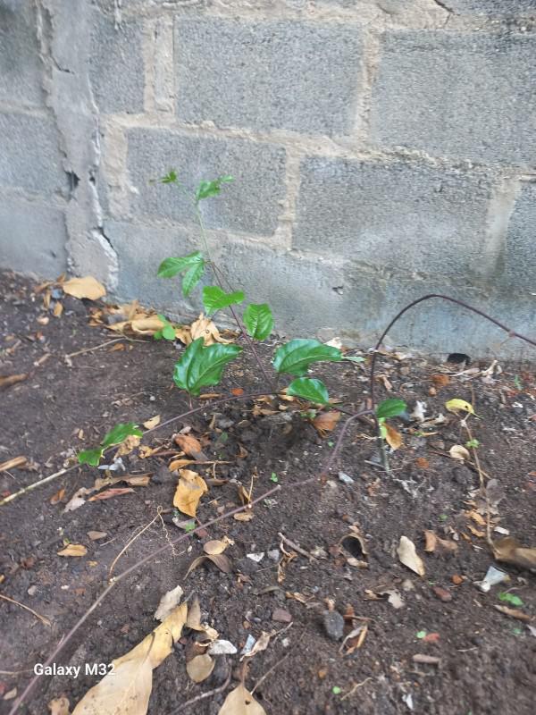 Lote, Florença, 0 Quarto, 0 Vaga