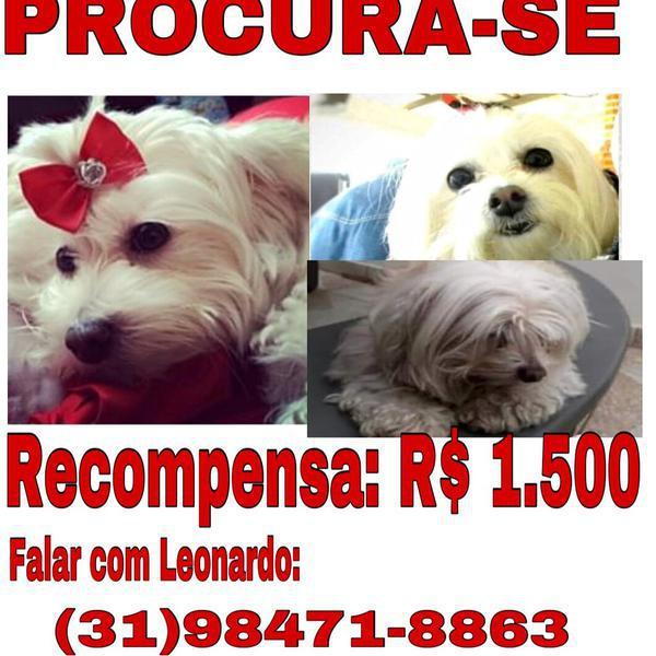 Cachorrinha Desaparecida em Contagem