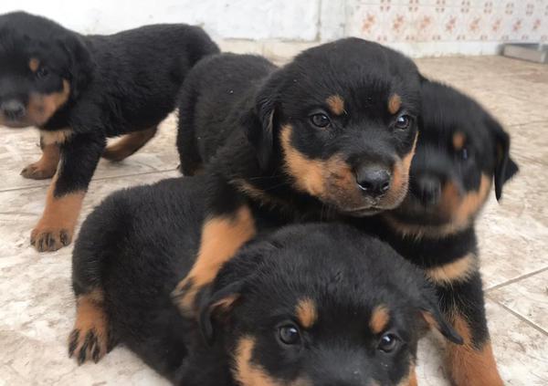 Filhotes Rottweiler Cabeça Touro