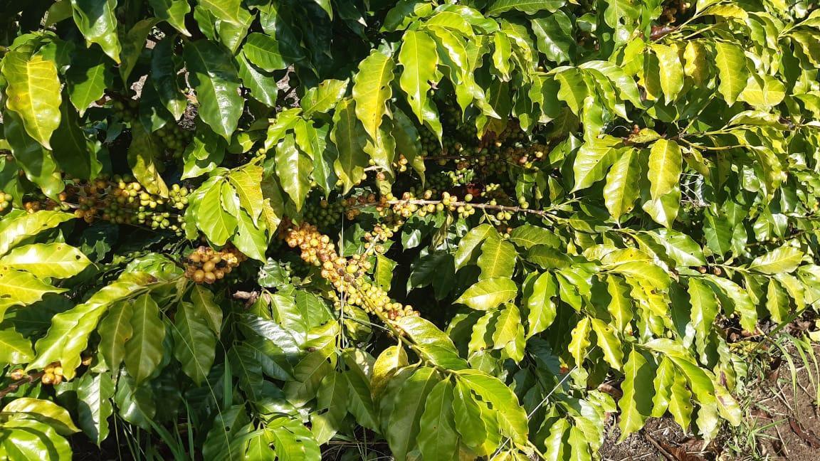 Fazenda, Centro, 3 Quartos, 1 Vaga