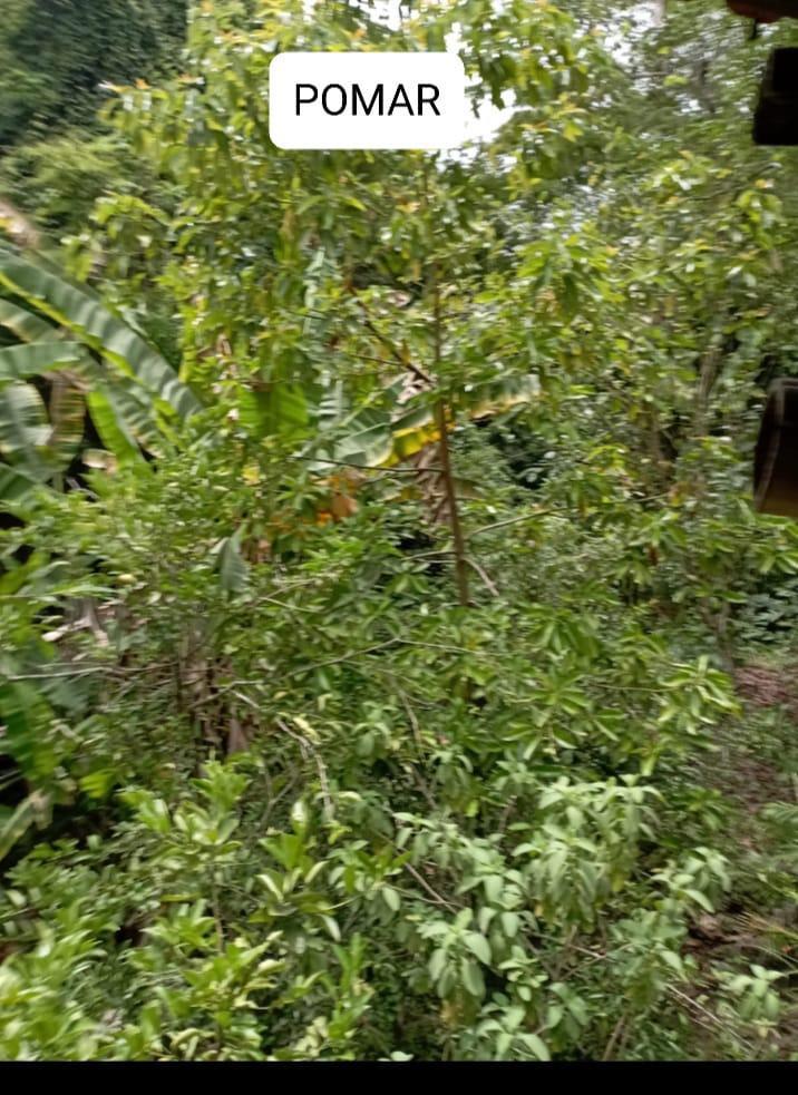 Fazenda, Centro, 3 Quartos, 3 Vagas, 2 Suítes