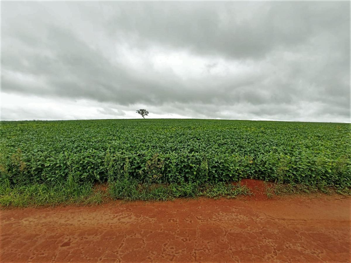Fazenda, Centro, 0 Quarto, 0 Vaga, 1 Suíte