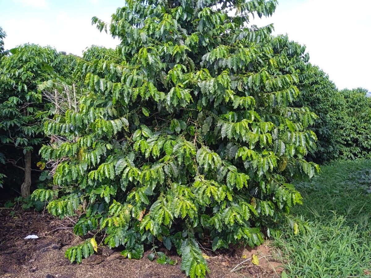Fazenda, Zona Rural, 0 Quarto, 0 Vaga