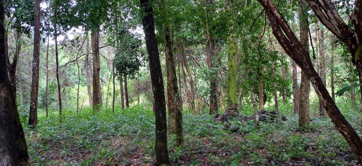 Fazenda, Bambus, 3 Quartos, 10 Vagas