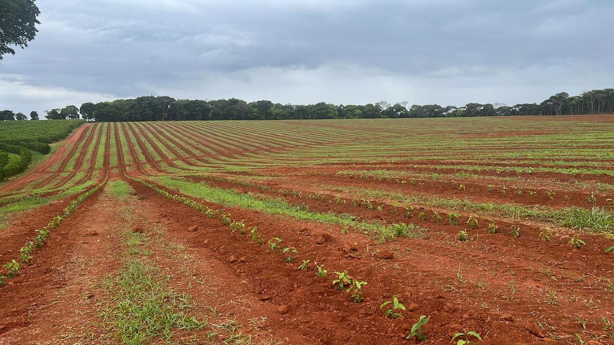 Fazenda, Zona Rural, 3 Quartos, 0 Vaga