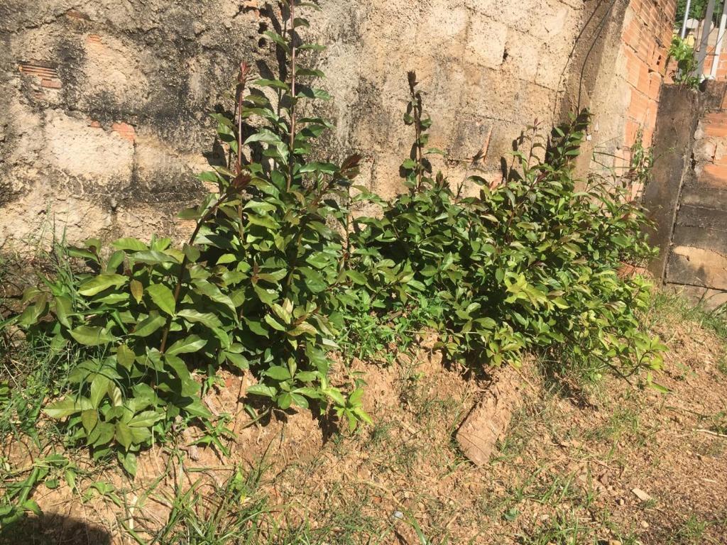 Casa, Morro da Cruz, 2 Quartos, 0 Vaga
