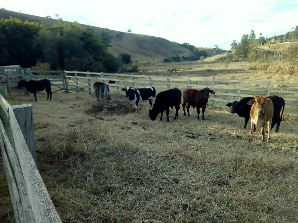 Fazenda, Centro, 1 Quarto, 1 Vaga, 1 Suíte