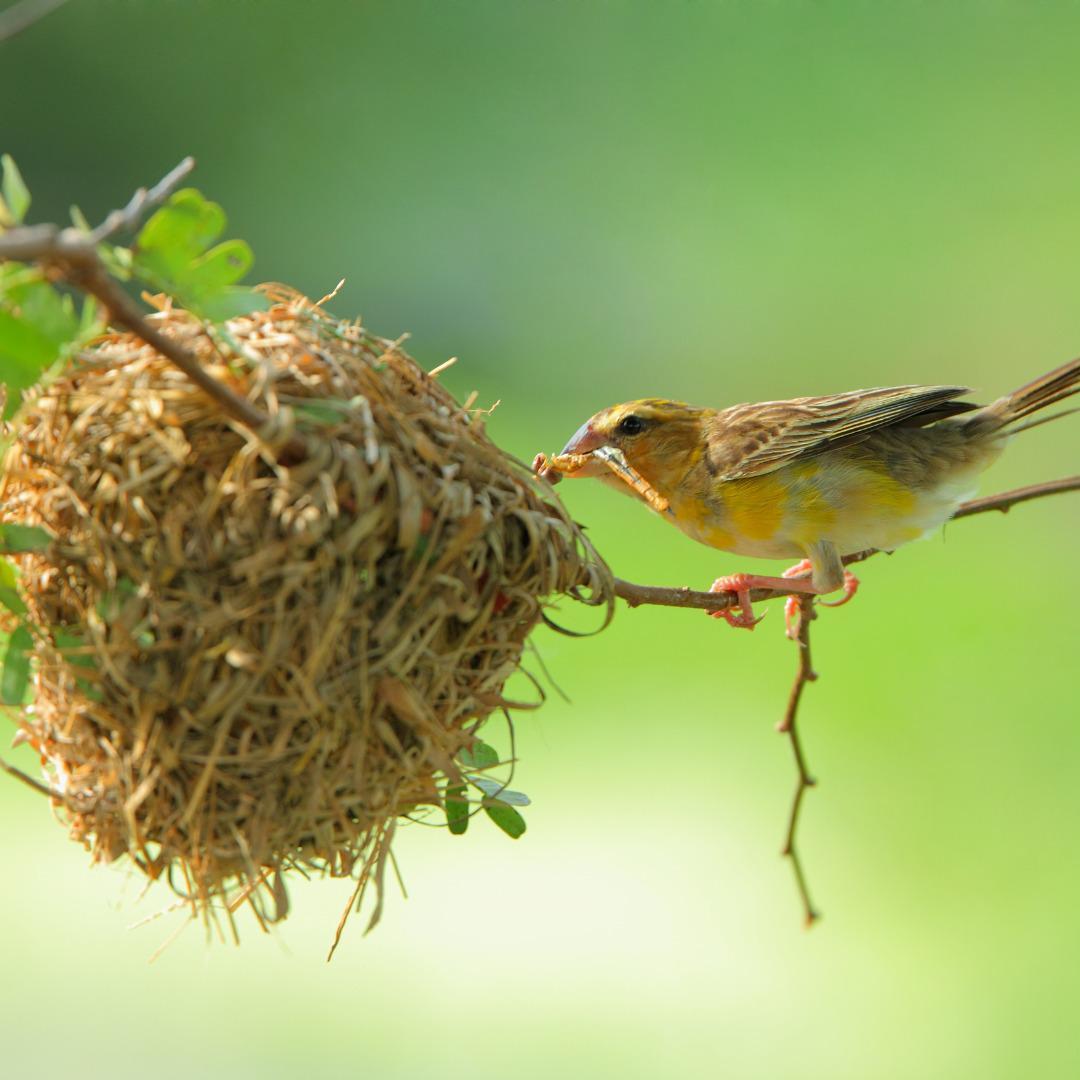 Fazenda, Vianópolis, 4 Quartos, 4 Vagas, 1 Suíte