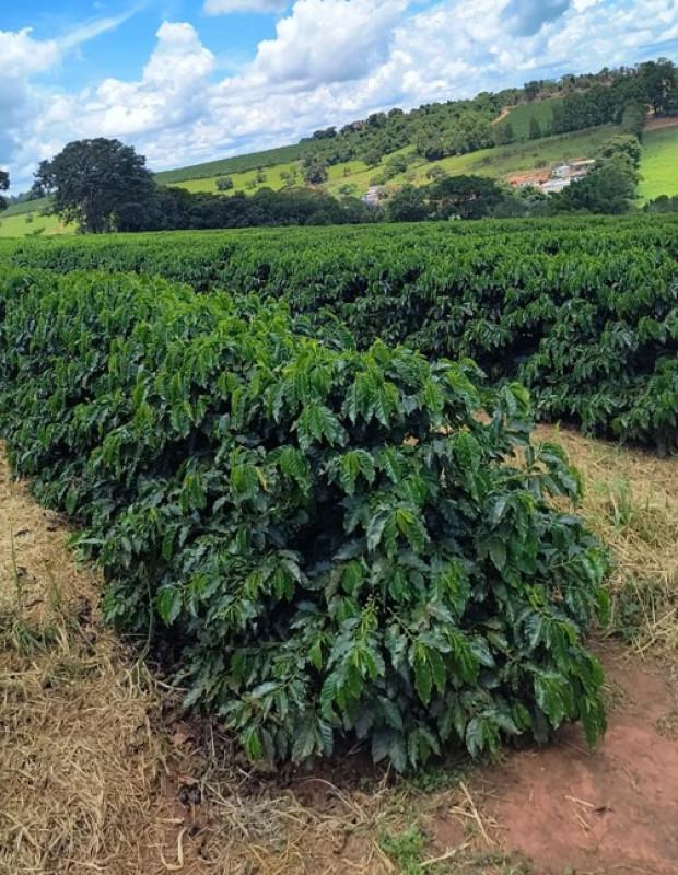 Fazenda, Zona Rural, 0 Quarto, 0 Vaga