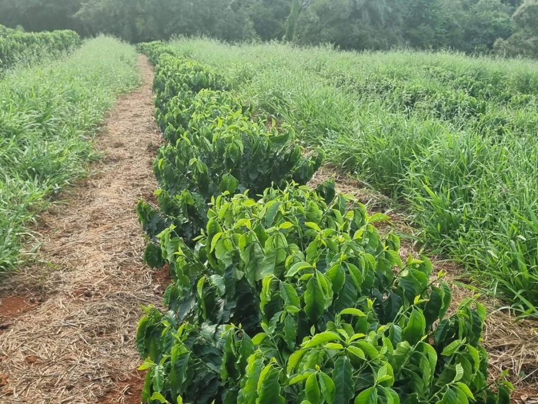 Fazenda, Zona Rural, 0 Quarto, 0 Vaga