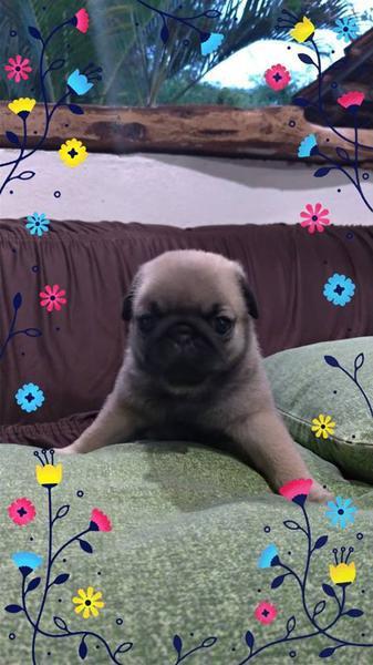 Fihlote de Pug