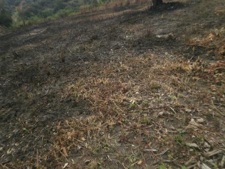Lote, Estaleiro, 0 Quarto, 0 Vaga