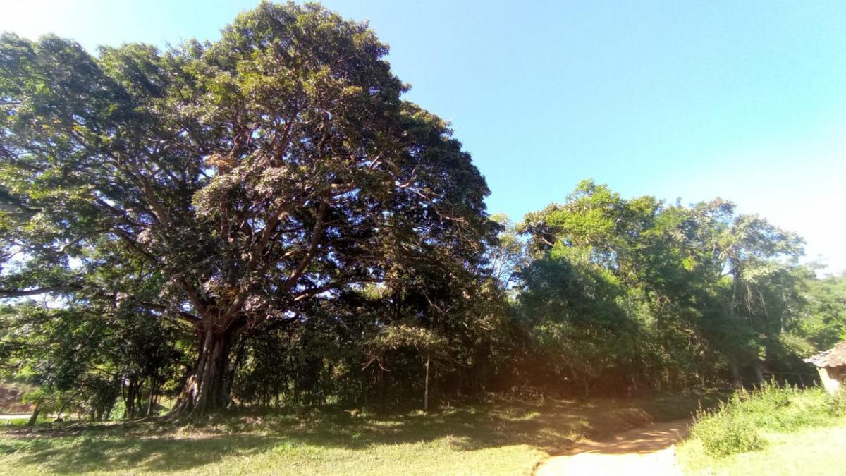 Fazenda, Zona Rural, 0 Quarto, 0 Vaga