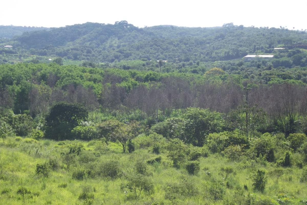 Lote, Vila Olga, 0 Quarto, 0 Vaga