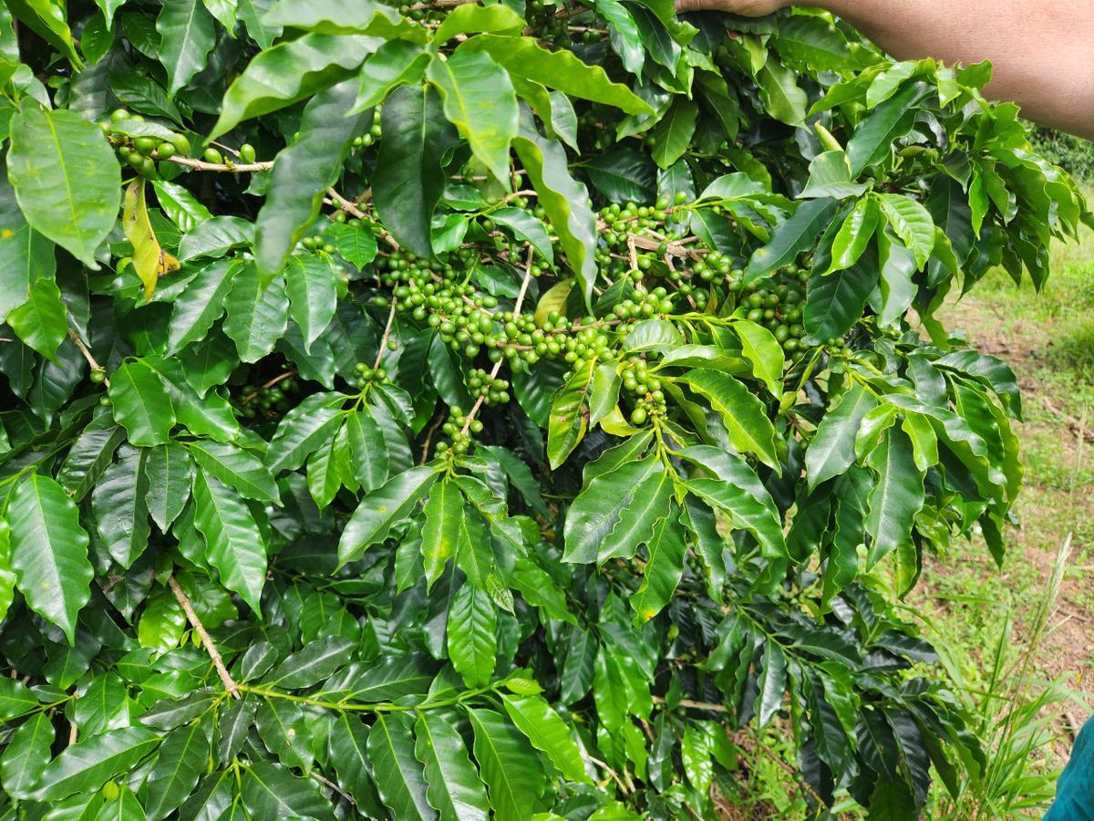 Fazenda, Zona Rural, 3 Quartos, 0 Vaga