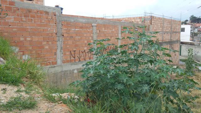 Lote, Oitis