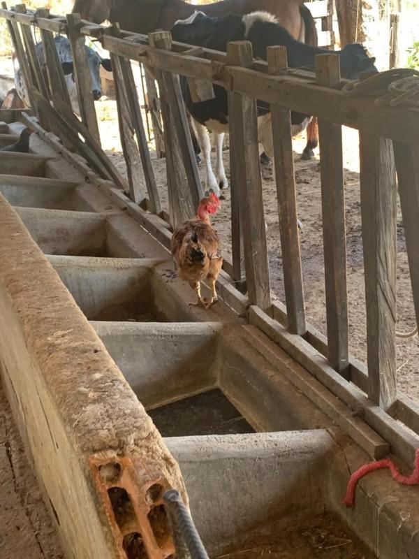 Fazenda, Centro, 0 Quarto, 0 Vaga