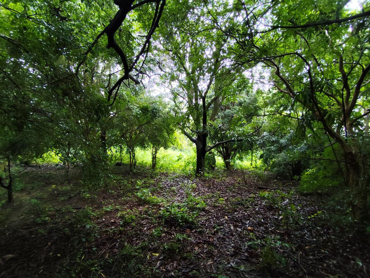 Lote, Trevo, 0 Quarto, 0 Vaga