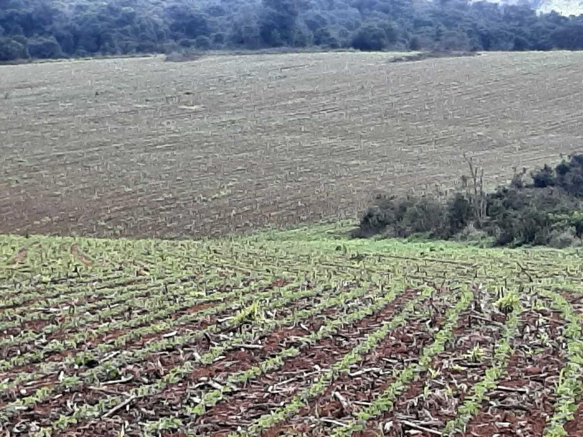 Fazenda, Centro, 0 Quarto, 0 Vaga