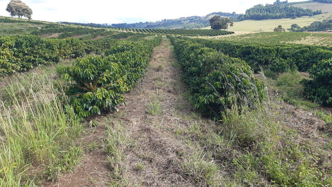 Fazenda, Centro, 3 Quartos, 1 Vaga