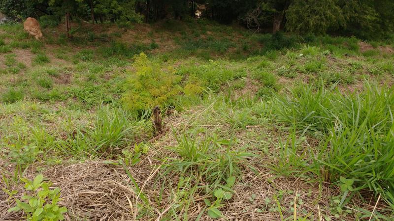 Lote, Novo Santa Cecília (barreiro), 0 Quarto, 10 Vagas