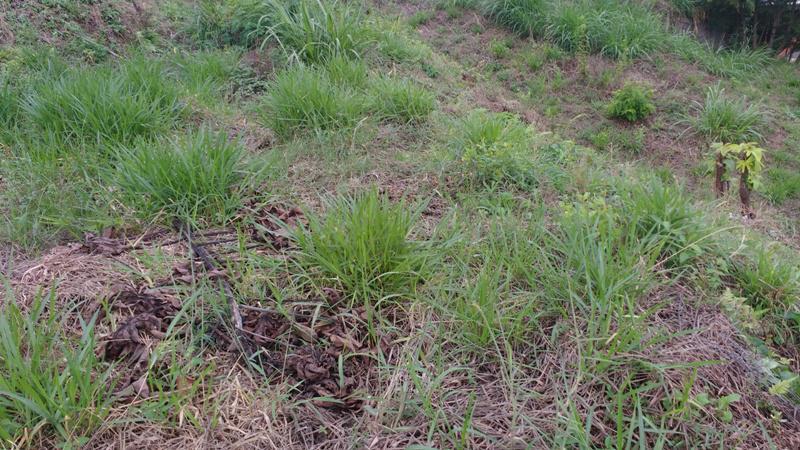 Lote, Novo Santa Cecília (barreiro), 0 Quarto, 10 Vagas