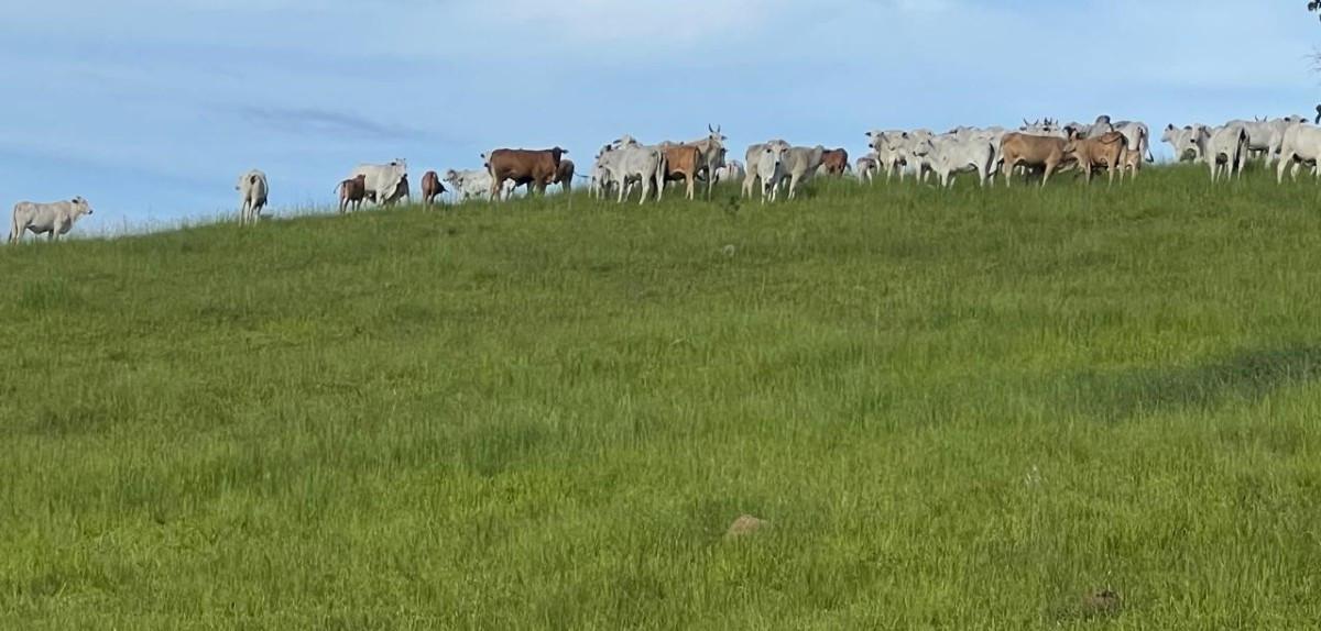 Fazenda, Zona Rural, 0 Quarto, 0 Vaga