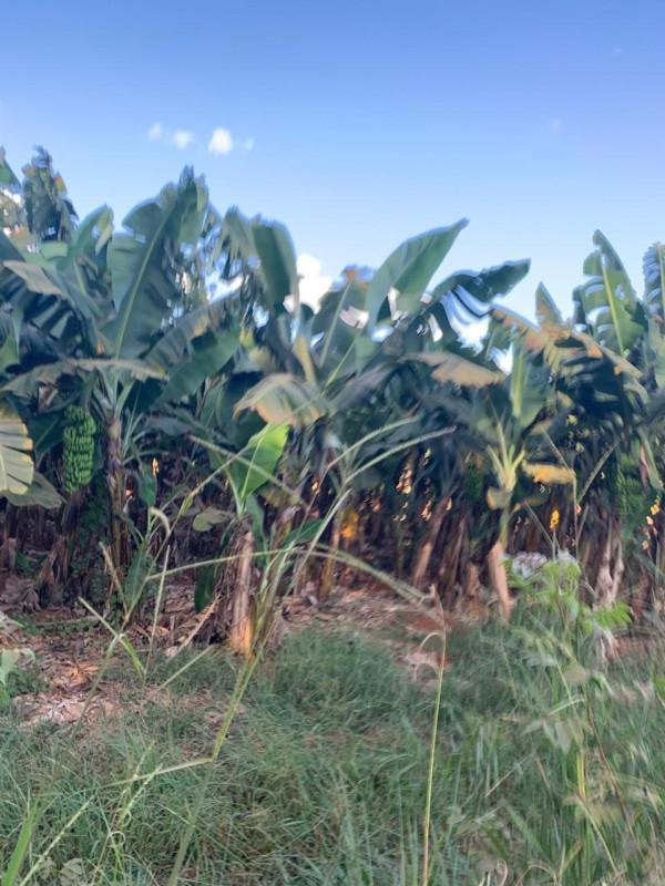 Fazenda, Zona Rural, 0 Quarto, 0 Vaga