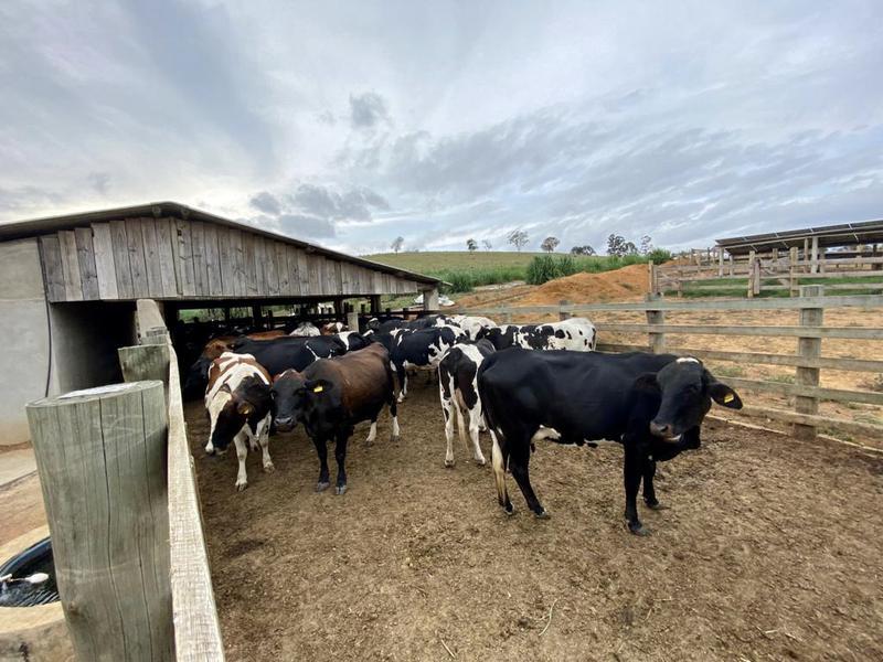 Fazenda, 4 Quartos, 1 Suíte