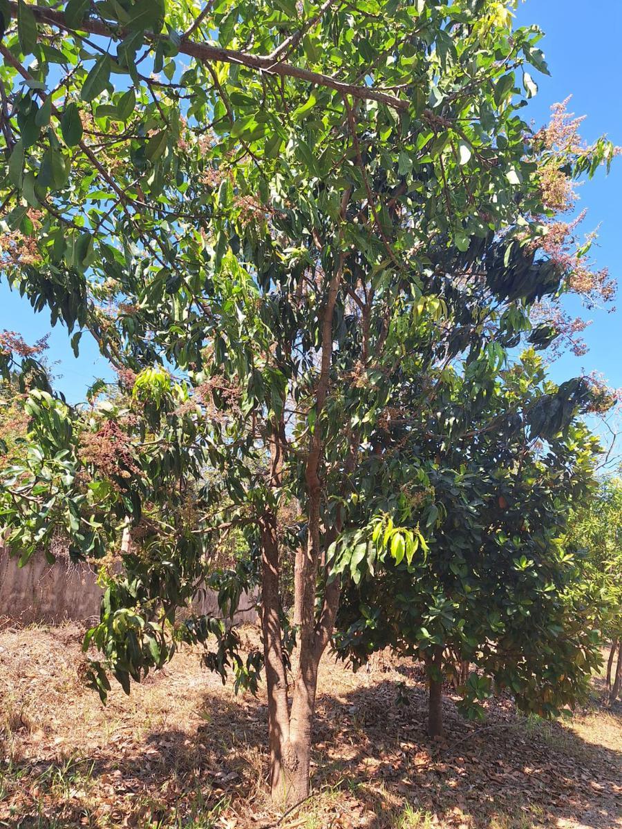 Fazenda, Centro, 4 Quartos, 10 Vagas, 2 Suítes