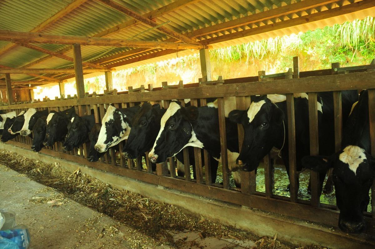Fazenda, Centro, 3 Quartos, 0 Vaga
