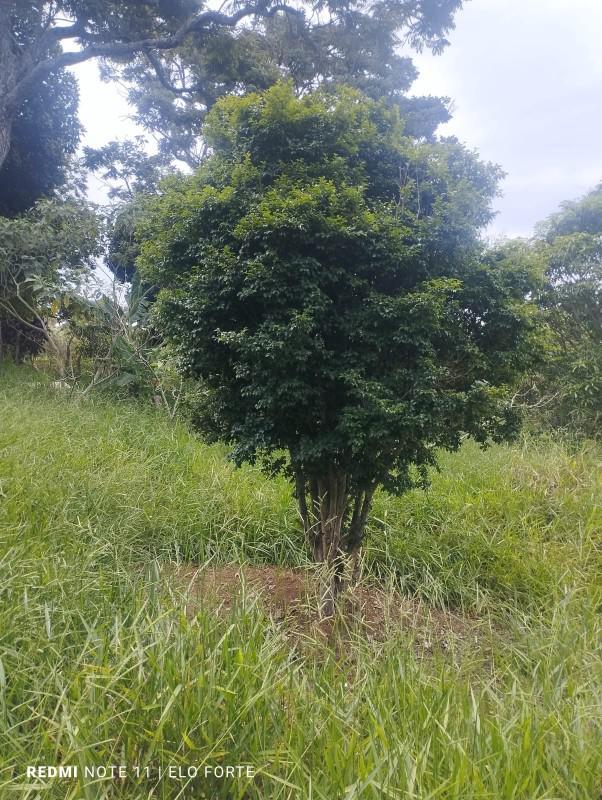 Fazenda, Centro, 0 Quarto, 0 Vaga