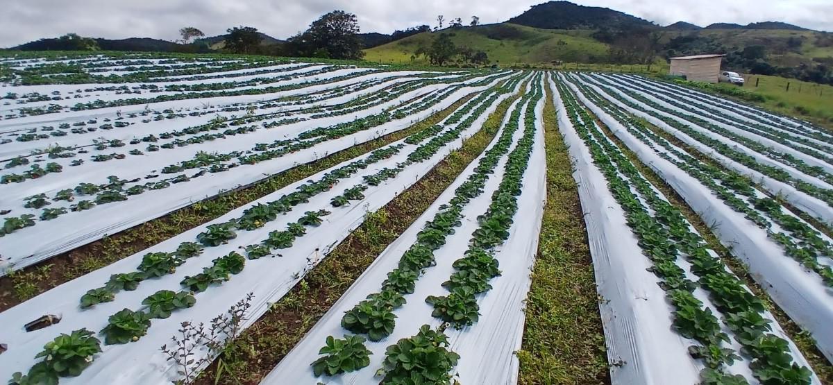 Fazenda, Centro, 6 Quartos, 10 Vagas, 2 Suítes
