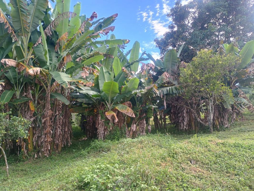 Fazenda, Centro, 0 Quarto, 0 Vaga