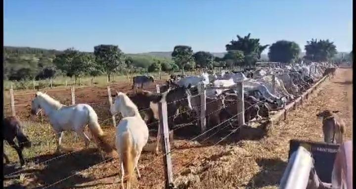 Fazenda, Zona Rural, 0 Quarto, 0 Vaga