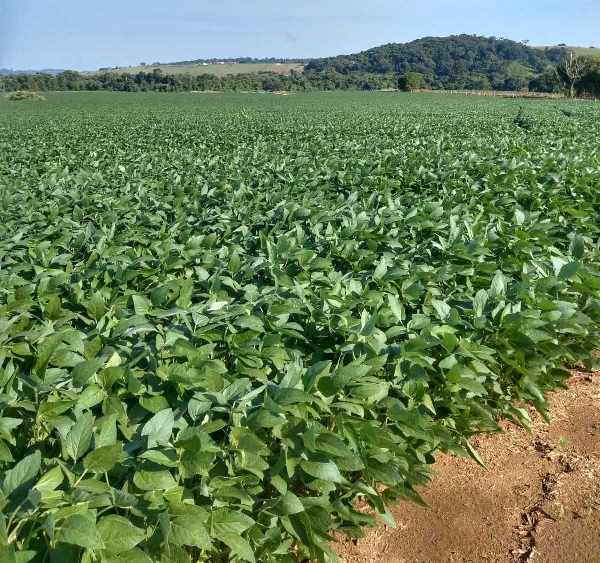 Fazenda, Centro, 0 Quarto, 0 Vaga