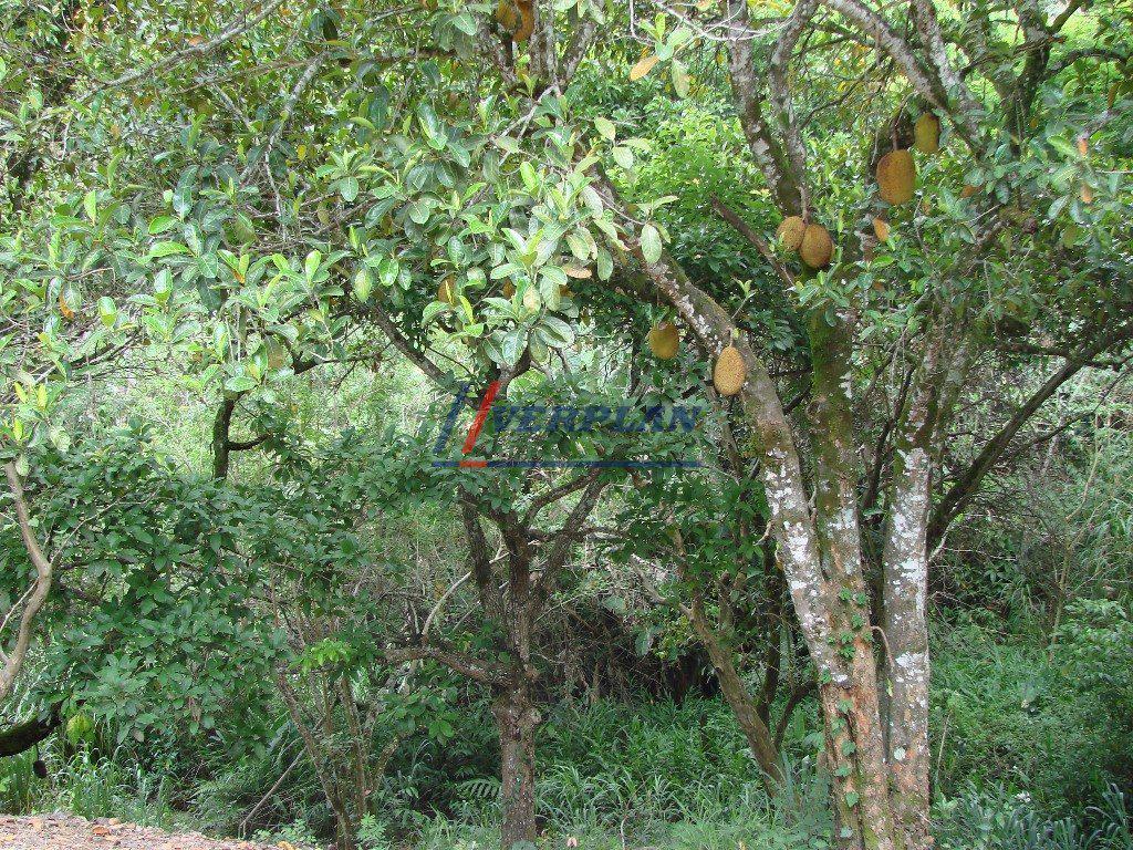 Rural, Vianópolis, 3 Quartos, 6 Vagas