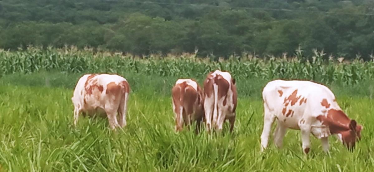 Fazenda, Zona Rural, 0 Quarto, 0 Vaga