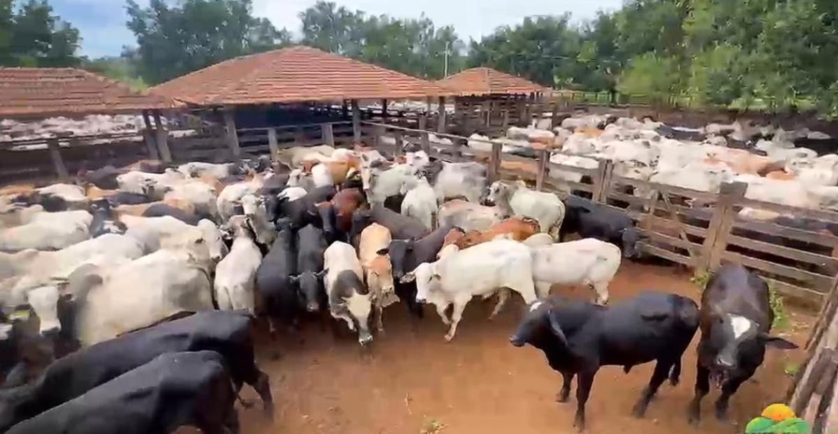 Fazenda, Zona Rural, 0 Quarto, 0 Vaga