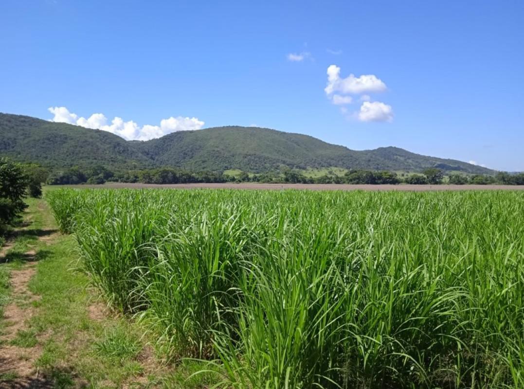 Fazenda, Zona Rural, 0 Quarto, 0 Vaga