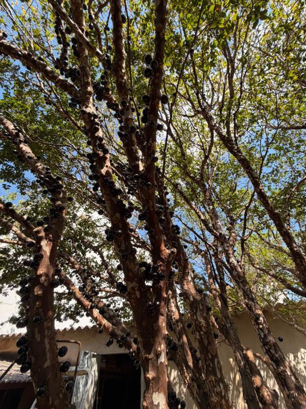 Casa, São Benedito, 3 Quartos, 2 Vagas