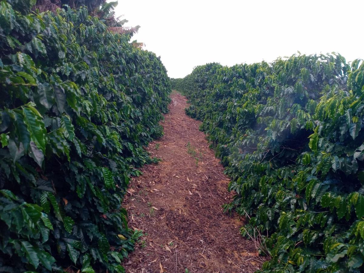 Fazenda, Zona Rural, 0 Quarto, 0 Vaga